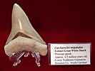 Large ID Label stands for sale | Buried Treasure Fossils