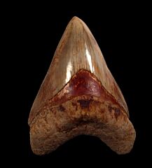 Colorful West Java  Otodus  megalodon tooth for sale | Buried Treasure Fossils  