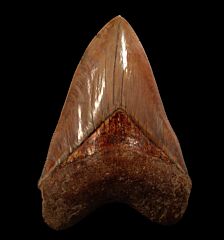 Big Indonesian  Megalodon tooth for sale | Buried Treasure Fossils
