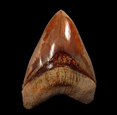 Indonesian  Carcharocles megalodon tooth for sale | Buried Treasure Fossils