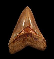 New  West Java  Otodus  megalodon tooth for sale | Buried Treasure Fossils