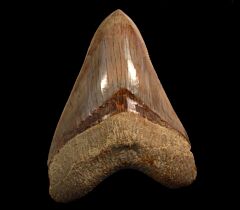 Extra Large Indonesian Megalodon tooth for sale | Buried Treasure Fossils