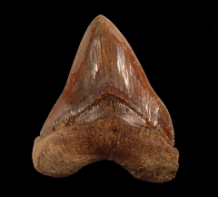 Megalodon Shark Teeth for Sale | Buried Treasure Fossils