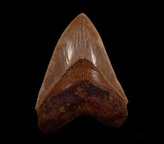 Extra Large West Java Megalodon tooth | Buried Treasure Fossils