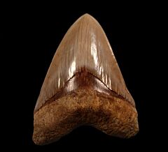 Rare West Java  Megalodon tooth | Buried Treasure Fossils