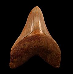Real Indonesian  Carcharocles megalodon tooth for sale | Buried Treasure Fossils