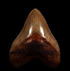 Cheap Indonesian  Otodus megalodon tooth for sale | Buried Treasure Fossils