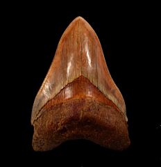 Colorful West Java  Otodus  megalodon tooth for sale | Buried Treasure Fossils  