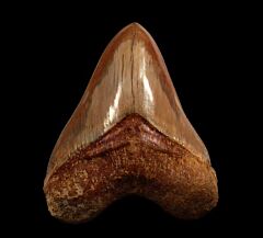 Big Indonesian  Otodus  megalodon tooth for sale | Buried Treasure Fossils  