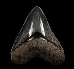 Colorful West Java  Otodus  megalodon tooth for sale | Buried Treasure Fossils  