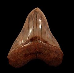 Big West Java Megalodon tooth for sale | Buried Treasure Fossils