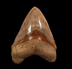 Big West Java Megalodon tooth for sale | Buried Treasure Fossils