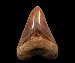 Quality West Java  Otodus megalodon tooth for sale | Buried Treasure Fossils