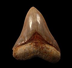 Quality West Java  Megalodon tooth | Buried Treasure Fossils
