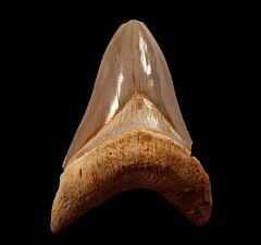 Good color Indonesia  Megalodon tooth for sale | Buried Treasure Fossils