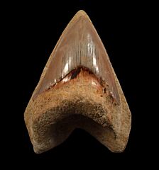 Good West Java Megalodon tooth for sale | Buried Treasure Fossils