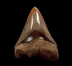 Partial West Java  Otodus megalodon tooth for sale | Buried Treasure Fossils