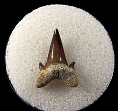 Serratolamna serrata