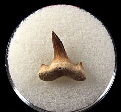 Serratolamna serrata