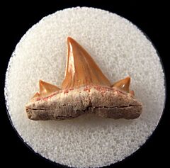Cretolamna maroccana