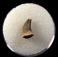 Platecarpus ptychodon