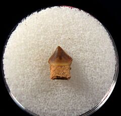 Schizorhiza stromeri rostal tooth | Buried Treasure Fossils