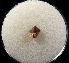 Schizorhiza stromeri rostal tooth from Jordan | Buried Treasure Fossils