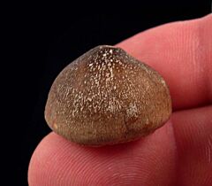Rare Globidens aegypticus Mosasaur tooth for sale | Buried Treasure Fossils