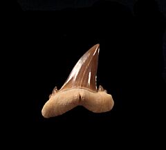 Hypotodus shark tooth for sale|Buried Treasure Fossils 