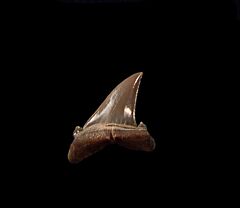 GEM Hypotodus shark tooth for sale|Buried Treasure Fossils. An Eocene tooth from Kazakhstan.