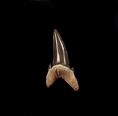 Top quality Hypotodus tooth for sale|Buried Treasure Fossils . Upper jaw lateral tooth.