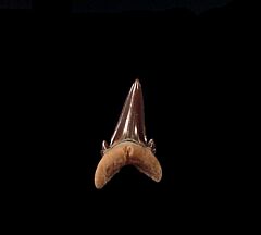 Hypotodus lower jaw tooth|Buried Treasure Fossils 