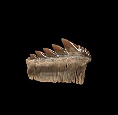 Notorynchus  kempi  tooth for sale | Buried Treasure Fossils