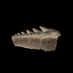 Kazakhstan Notorynchus  tooth | Buried Treasure Fossils