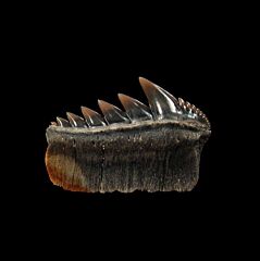 Cow shark tooth from Kazakhstan | Buried Treasure Fossils