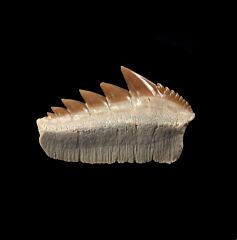 Notorynchus  kempi  lower jaw tooth | Buried Treasure Fossils
