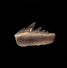Notorynchus  sp.  symphyseal tooth | Buried Treasure Fossils