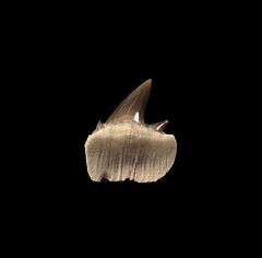 Notorynchus  sp.  symphyseal tooth | Buried Treasure Fossils