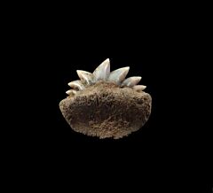 Notorhyncus kempi shark tooth - Kazakhstan | Buried Treasure Fossil