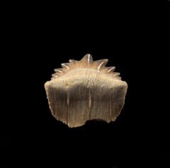 Notorhyncus kempi shark tooth - Kazakhstan | Buried Treasure Fossil
