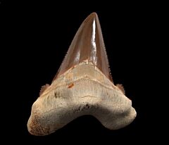 Rare Kazakhstan Auriculatus tooth for sale | Buried Treasure Fossils