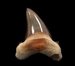 Rare Kazakhstan Auriculatus tooth for sale | Buried Treasure Fossils