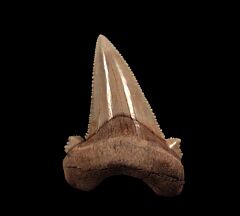 Real Kazakhstan Auriculatus tooth for sale | Buried Treasure Fossils