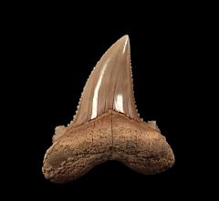 Real Kazakhstan Auriculatus tooth for sale | Buried Treasure Fossils