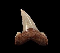 Real Kazakhstan Auriculatus tooth for sale | Buried Treasure Fossils