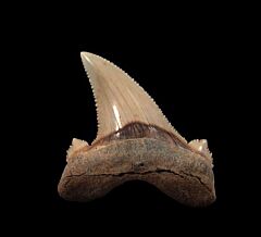Rare early Auriculatus for sale | Buried Treasure Fossils