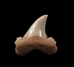 Early Eocene Auriculatus tooth for sale | Buried Treasure Fossils