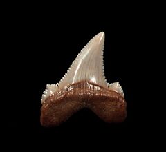 Kazakh Otodus auriculatus tooth for sale | Buried Treasure Fossils