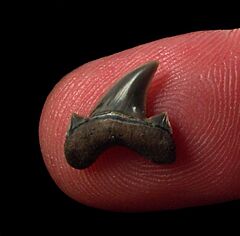 Kazakhstan Otodus obliquus tooth for sale | Buried Treasure Fossils
