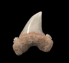 Rare Otodus aksuaticus for sale | Buried Treasure Fossils